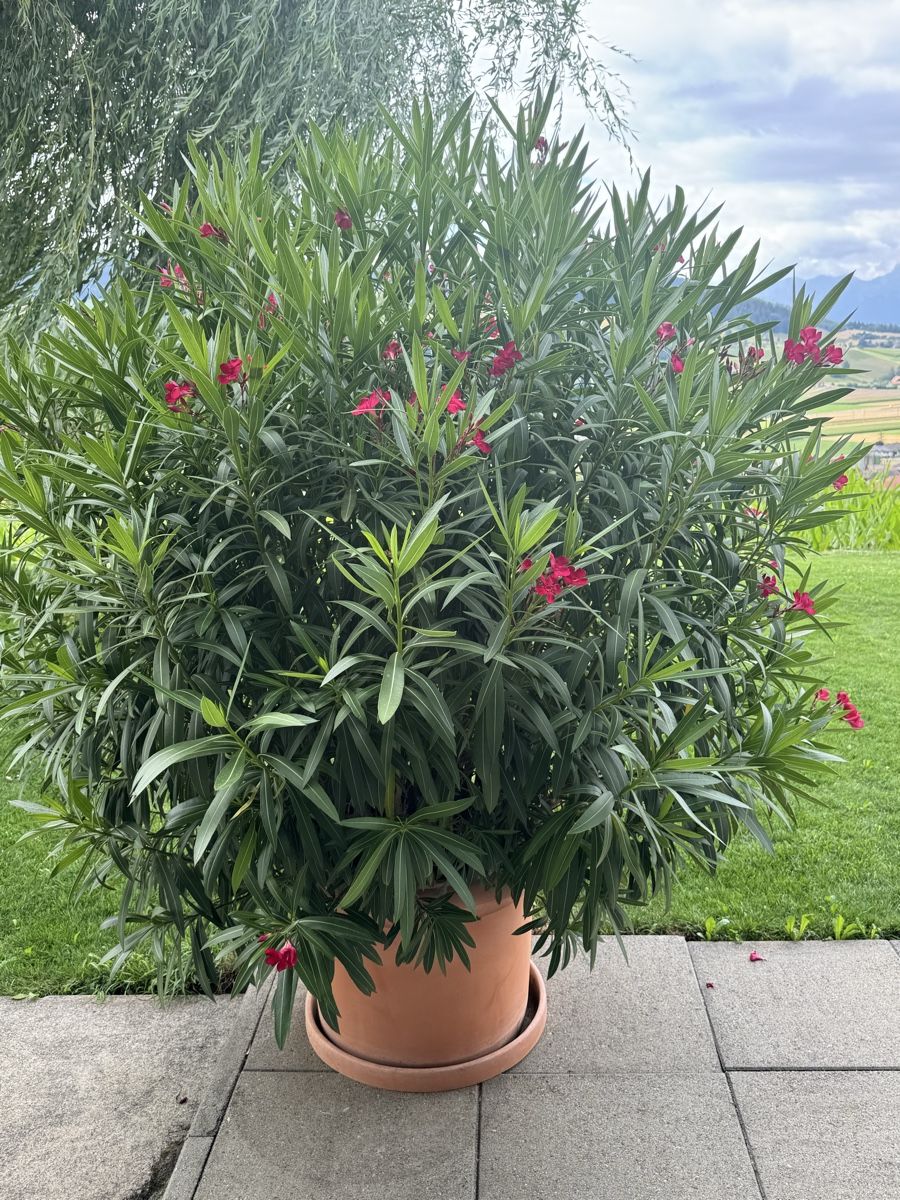 Plantes & graines: Kräftiger Oleander Fuchsia  – D'occasion à Zäziwil par kuez3532 3