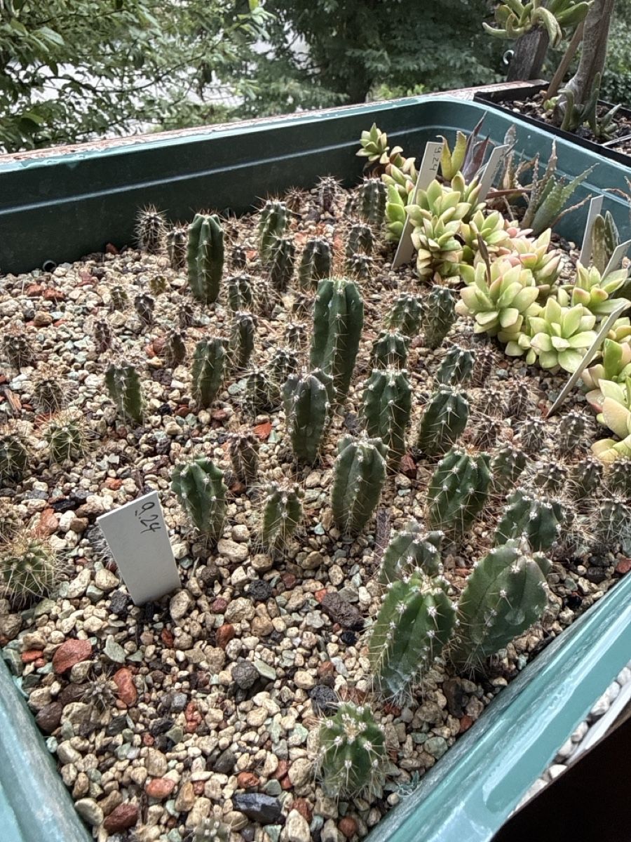 Plantes & graines: Echinopsis pachanoi / TC – D'occasion à Rorbas par SimS0n 1