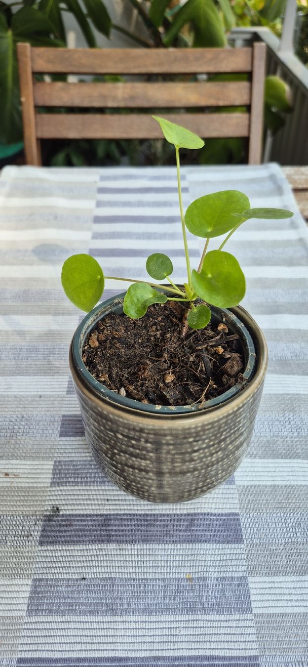 Piante & sementi: Pianta Pilea peperomioides in vaso – Usato da Oberengstringen venduto da jessica2023 1