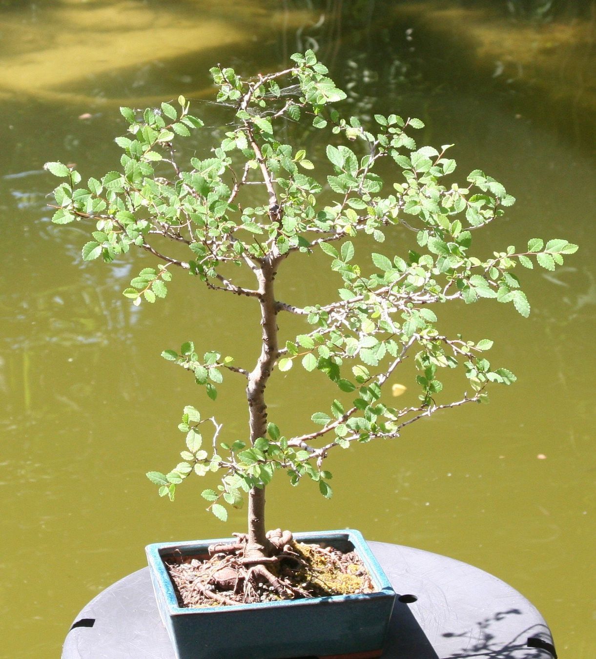 Plantes & graines: BONSAI  -  Zelkove – D'occasion à Gretzenbach par Sikim 1