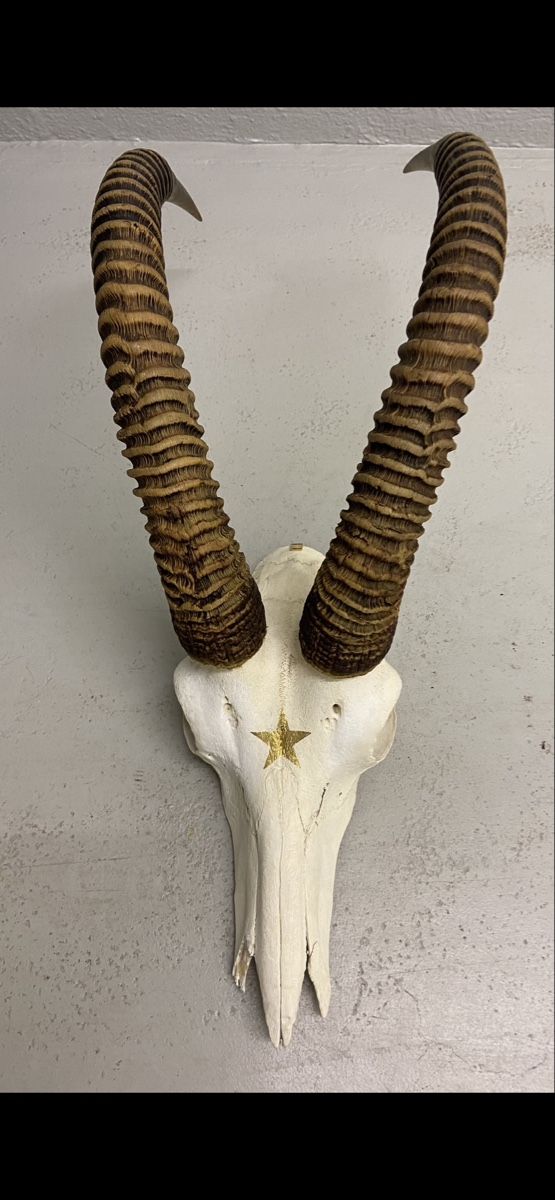 Autres collections & raretés: Rappenantilope Schädeltrophäe – D'occasion à Zürich par Unique2400 1