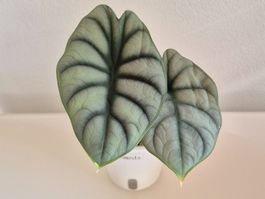 🌿 Alocasia Silver Dragon (aurea) 🌿