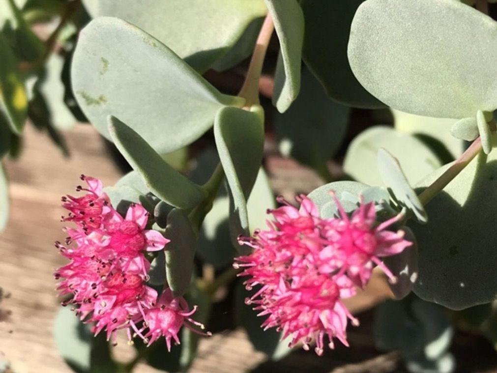 Piante & sementi: HYLOTELEPHIUM CAUTICOLA - KLIPPENSTEINPFEFFER – Nuovo (secondo la descrizione) da Buchs AG venduto da fischli610 5