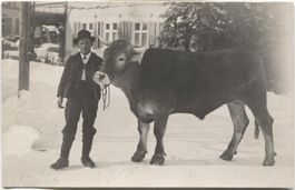 Landwirtschaft/Bauer 1920 mit Stier - AR/SG