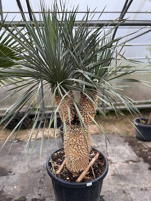 Piante & sementi: Yucca Rostrata Doppelstamm - Versand möglich – Usato da Zuckenriet venduto da Thur_Plant 1