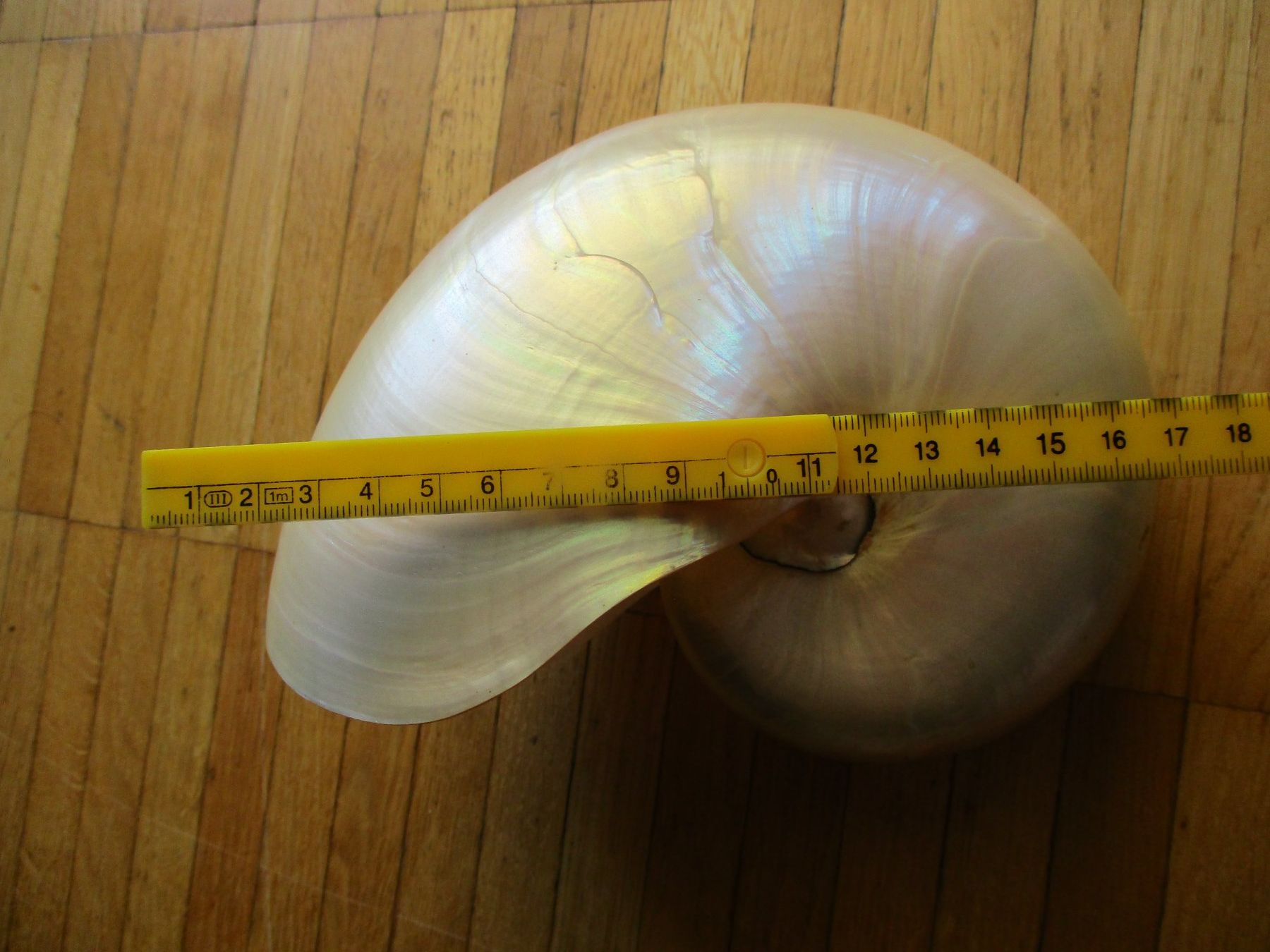 Fossili: Coquille grand Nautilus Nacré – Usato da La Sarraz venduto da vic_v6kz 2