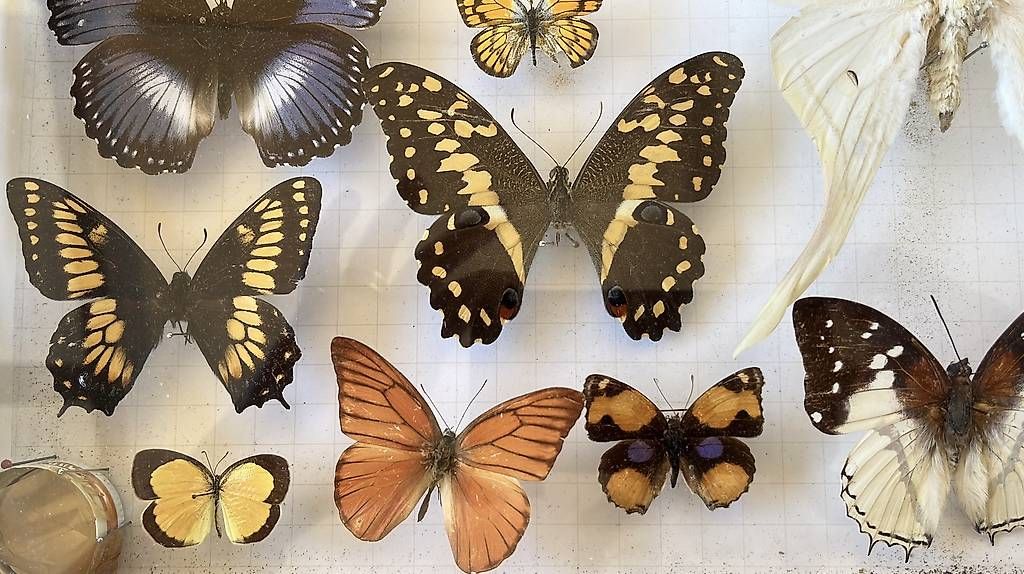 Welt der Tiere: Tableau de papillons – Gebraucht aus Villars-le-Terroir von Sansan82 3