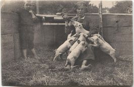 ST. GALLEN-ST. GEORGEN (?) 1910 Landwirtschaft/Ferkel