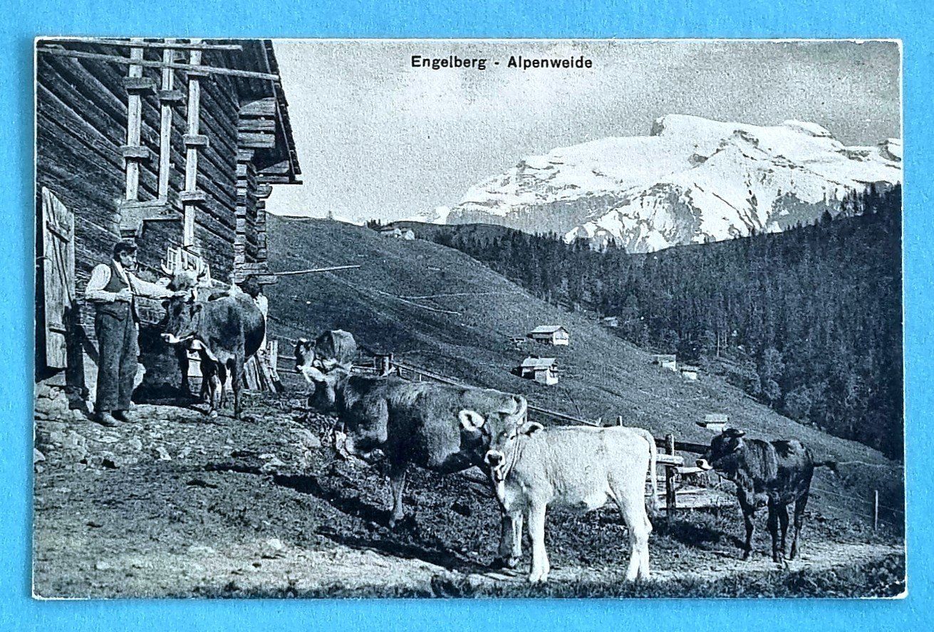 Cartoline postali: Engelberg - Alpenweide - Bauer mit Kühen – Usato da Rothrist venduto da RROENK