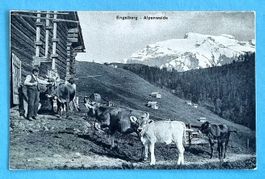 Engelberg - Alpenweide - Bauer mit Kühen