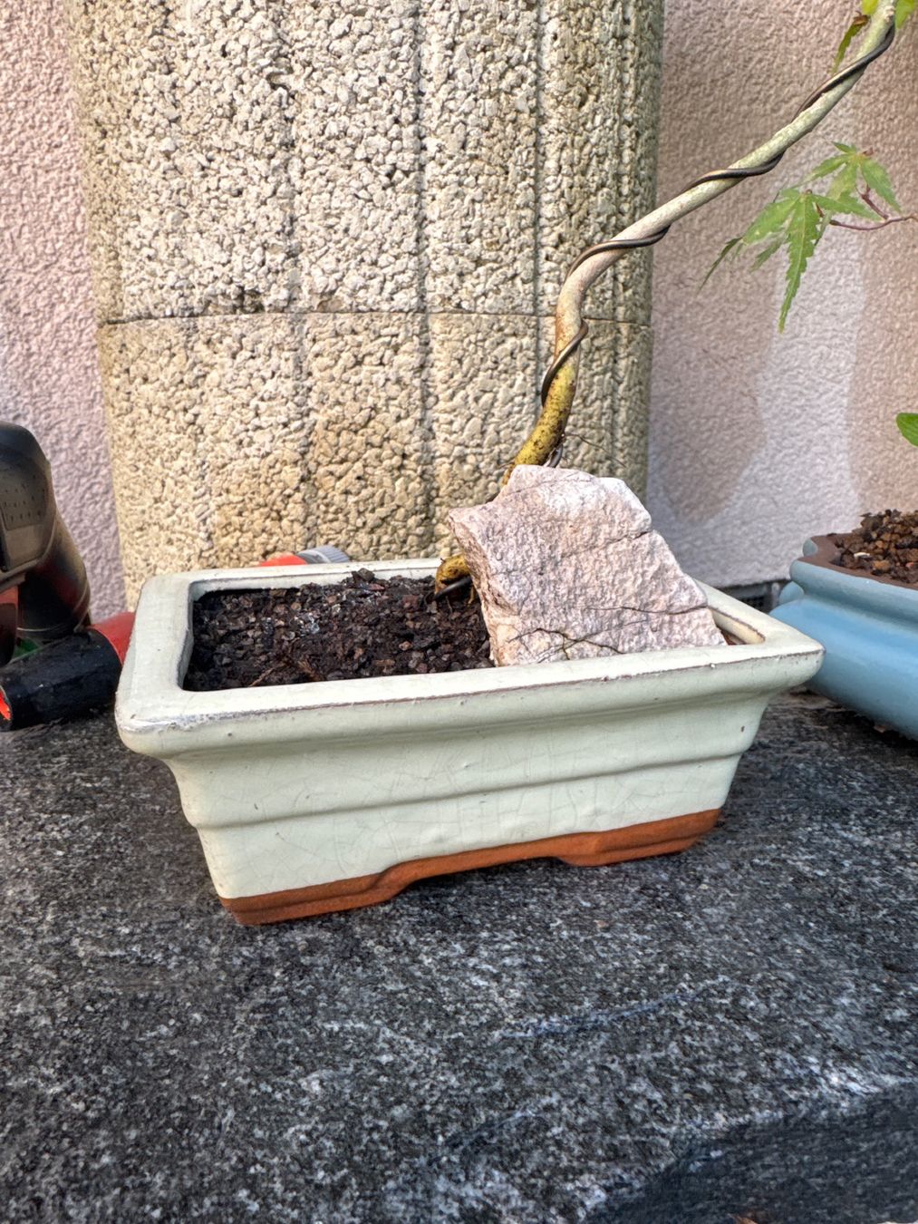 Pflanzen & Samen: Eschen Bonsai im Topf – Gebraucht aus Rümlang von Gruseh.ch 4