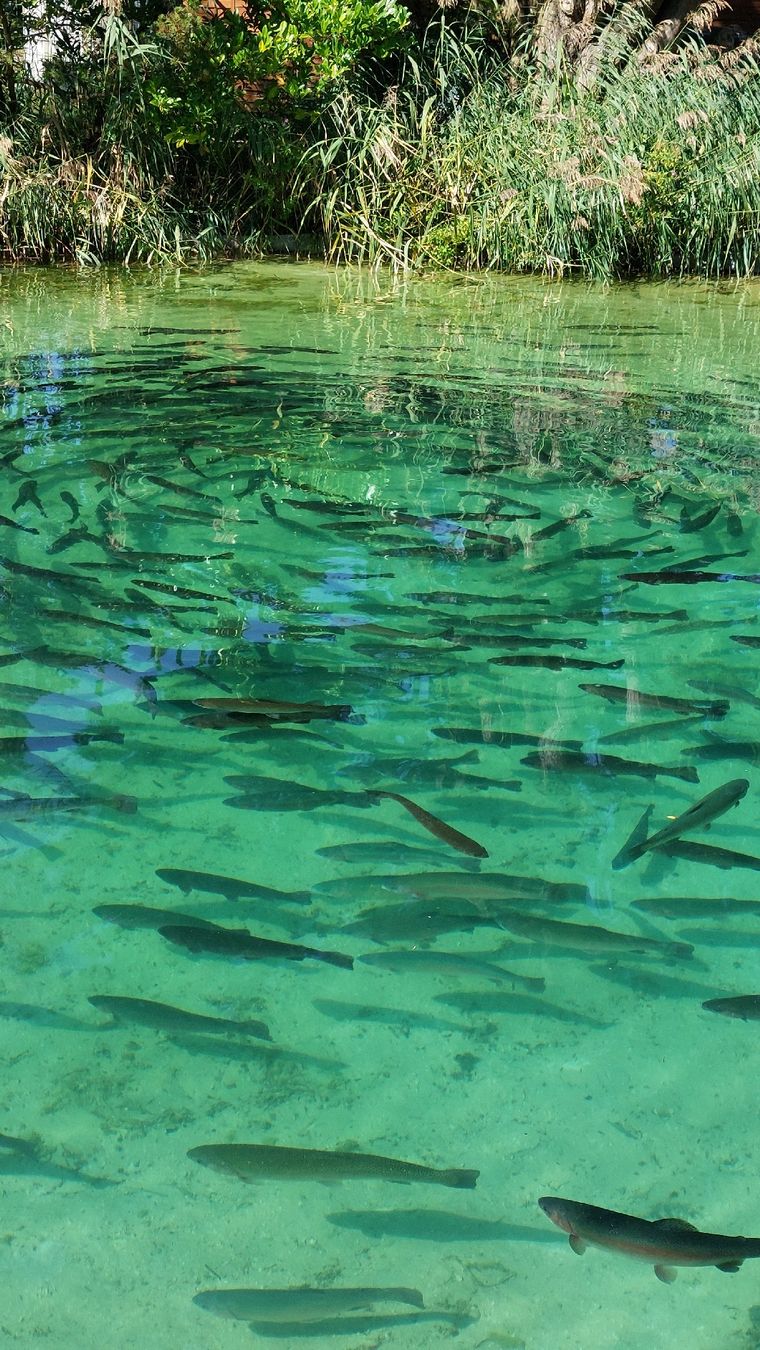 Aquarium: Moderlieschen, Bitterlinge, Gründlinge – Gebraucht aus Seedorf BE von Frinlin