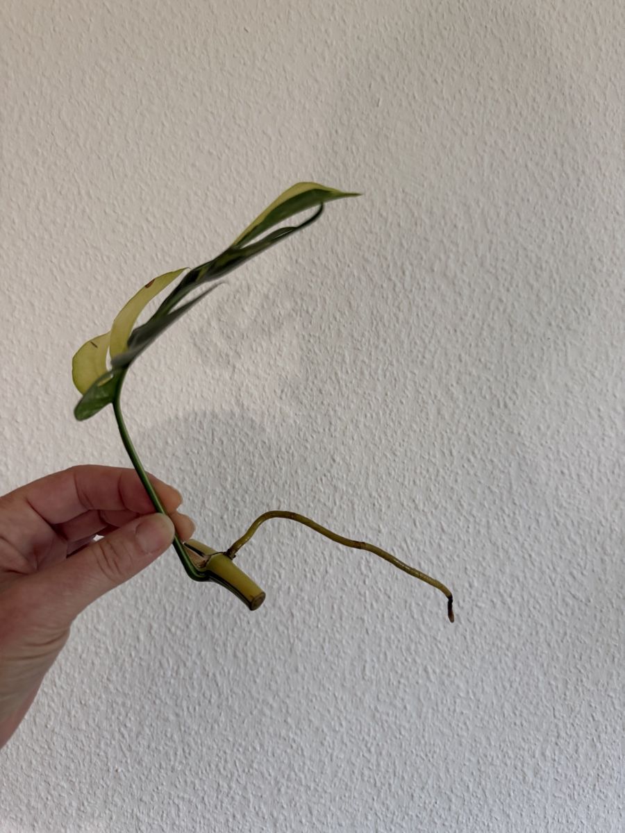 Pflanzen & Samen: Monstera Minima variegata – Gebraucht aus Luzern von Pegasus003 5