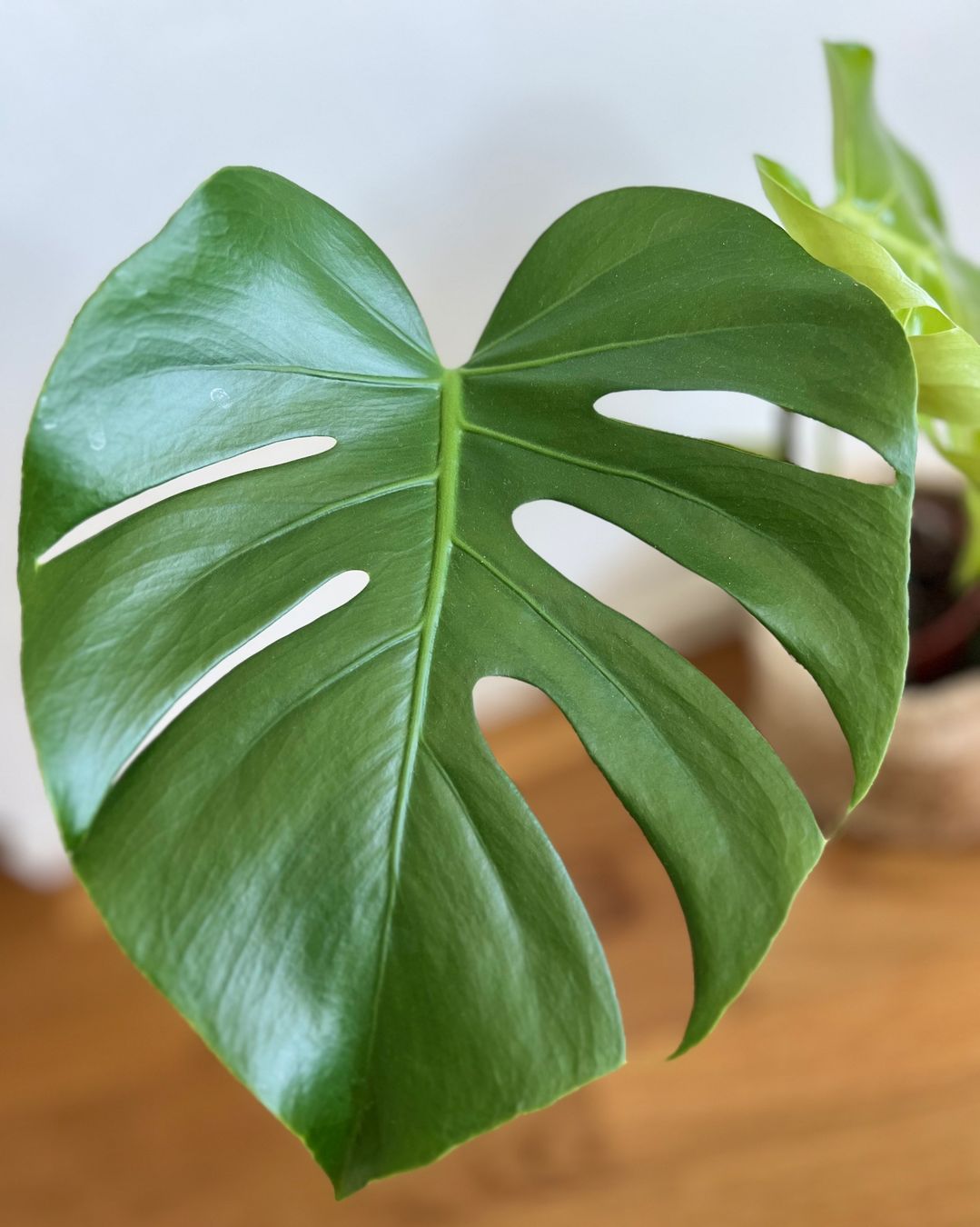 Pflanzen & Samen: Monstera Deliciosa – Gebraucht aus Glattpark(Opfikon) von ste_n99y 4