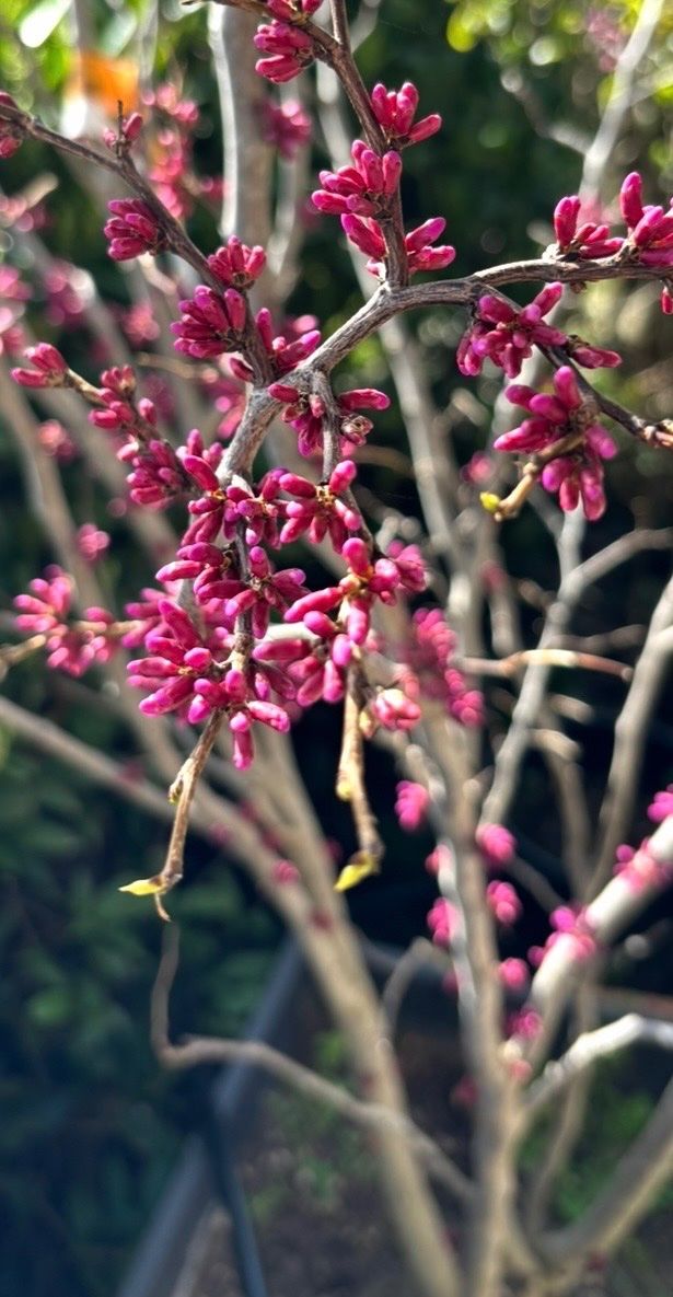 Plantes & graines: Chinesischer Judasbaum – D'occasion à Meilen par Danu_9hfp 1