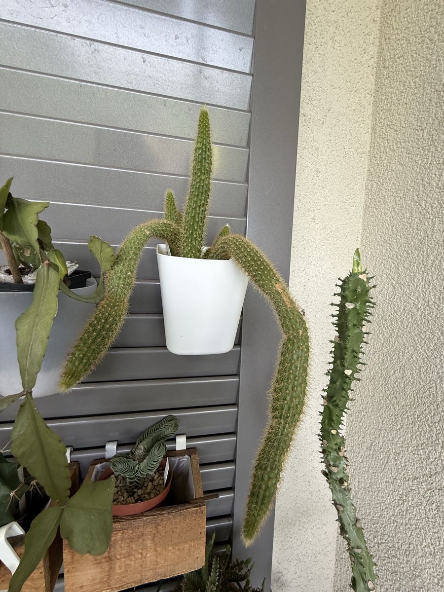 Plantes & graines: Affenschwanzkaktus (Cleistocactus colademononis) – D'occasion à Rorbas par SimS0n