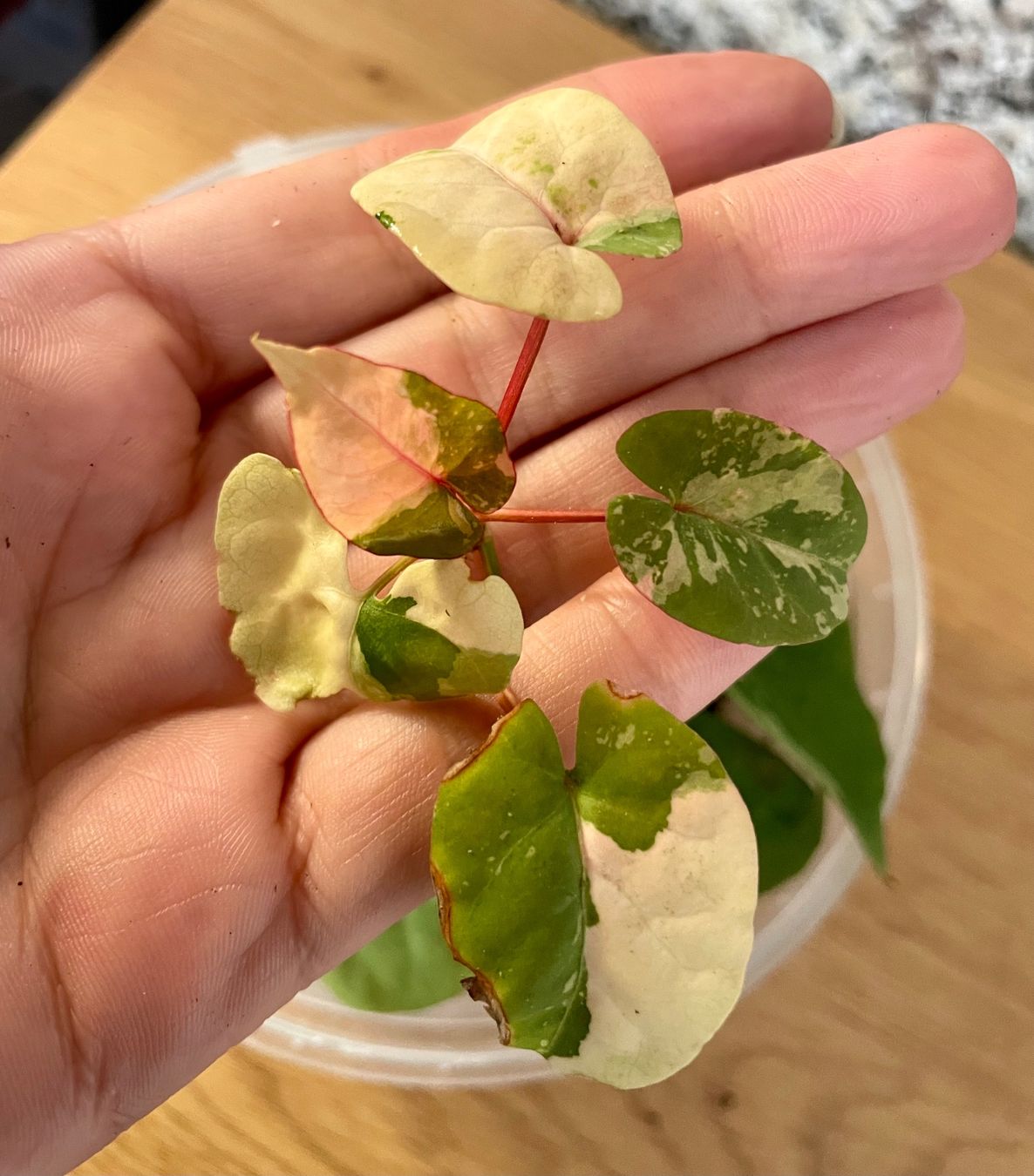 Fallopia Multiflora Variegata (Gebraucht) in Kaiseraugst für CHF 40 ...