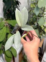 Hoya wilbur graves silver 🦄✨
