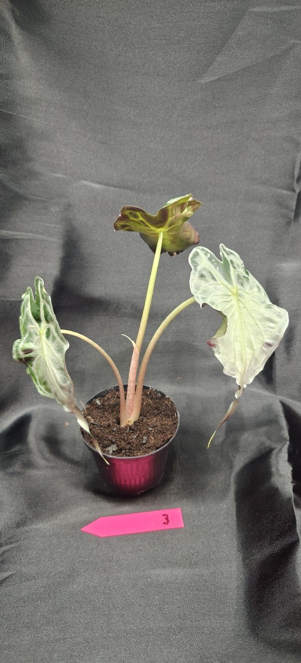 Piante & sementi: plante alocasia venom 3 – Nuovo e nell'imballaggio originale da St-Séverin venduto da harirah