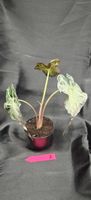 plante alocasia venom 3