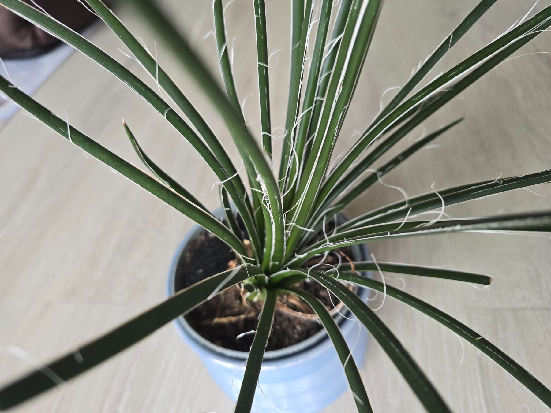 Piante & sementi: Spezielle Agave geminiflora – Nuovo (secondo la descrizione) da Aarburg venduto da Glitzerzauber 1