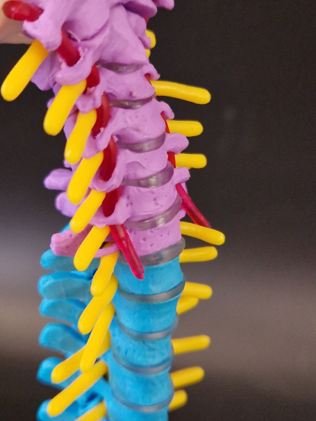 Modellbausätze & Standmodelle: Flexibel Farbiges Anatomisches Wirbelsäulenmodell – Neu (gemäss Beschreibung) aus Muhen von Restwert_Muhen 3
