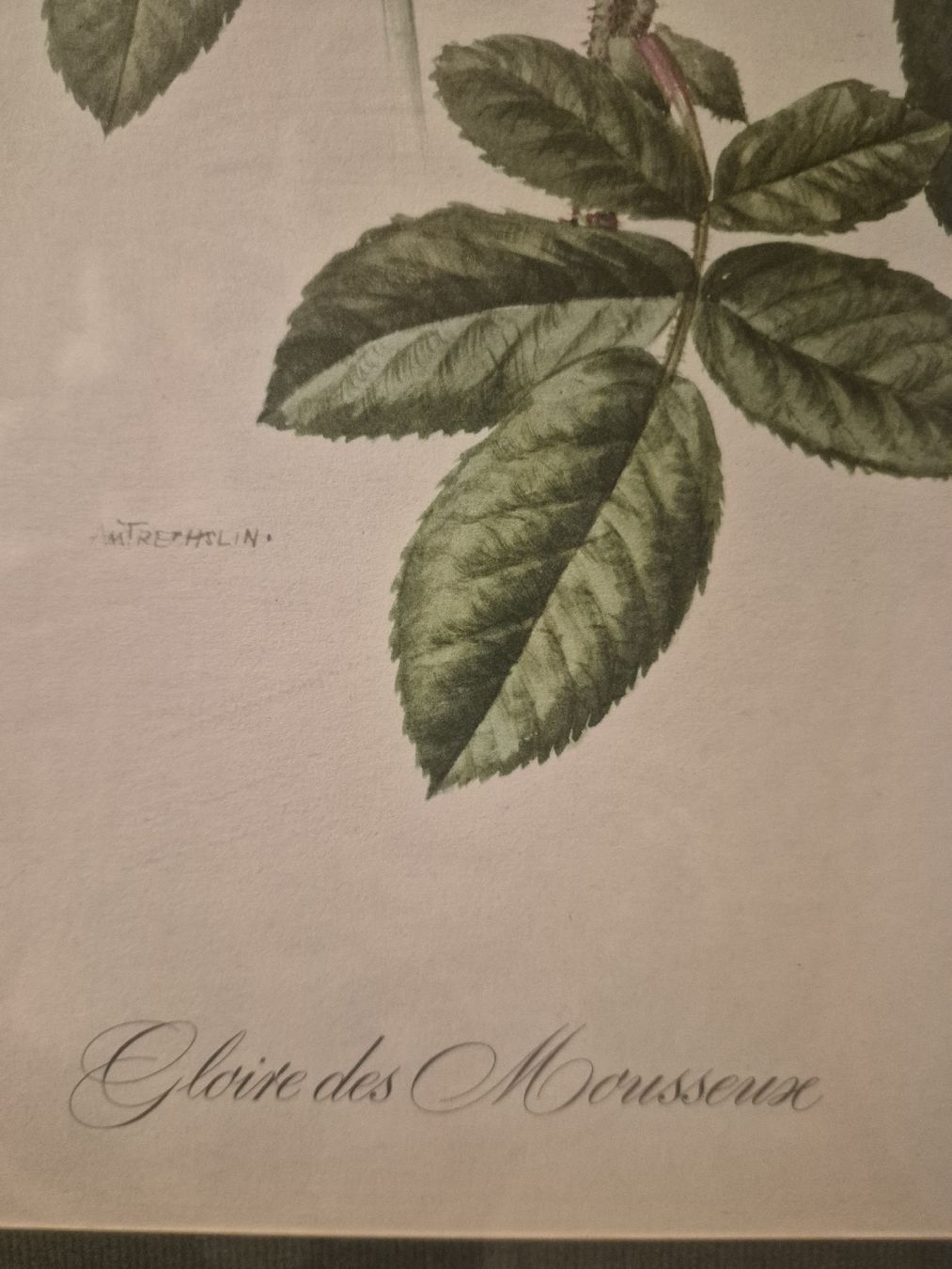 Grafica & Litografie: Wunderschöne Rosen-Lithographie, gerahmt,  gross! – Usato da Frauenfeld venduto da mel_2gqy 3