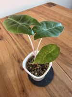 Alocasia Nairobi Nights Variegata im SB-Topf
