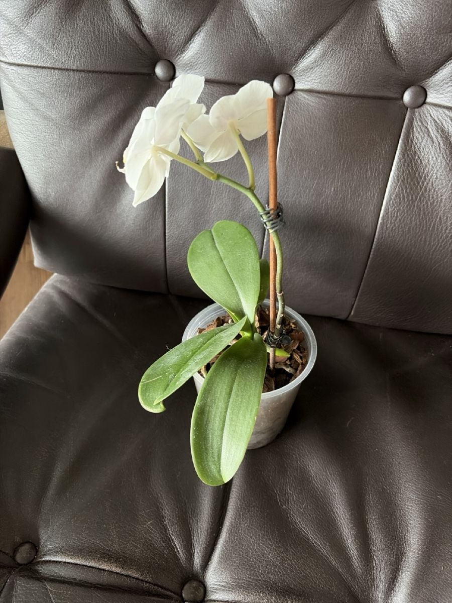 Piante & sementi:  Orchidee- weiss 🪴 – Usato da Opfershofen TG venduto da dan_nxk8 1
