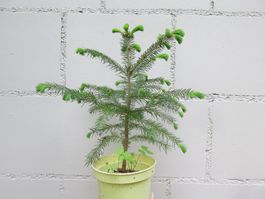 Kleine Tanne/Fichte im Topf, ca. 26 cm