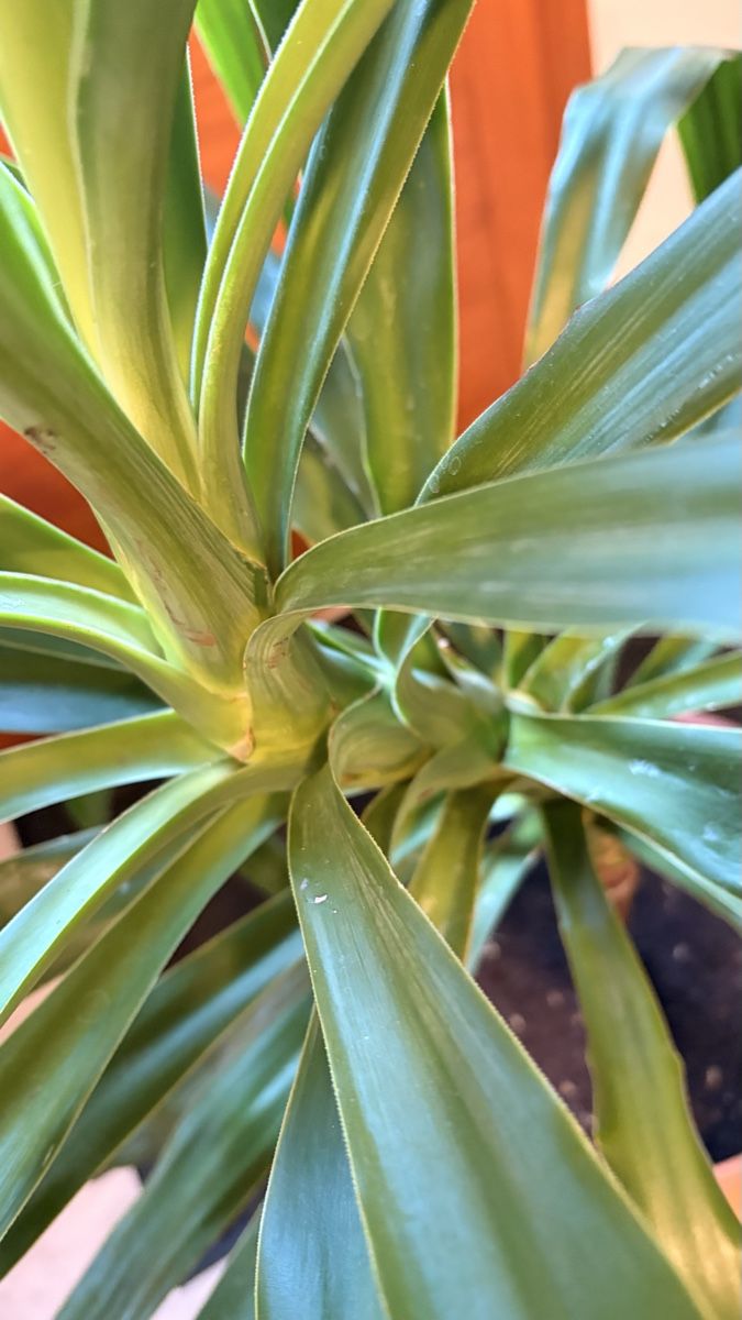 Plantes & graines: Yucca Palme im Topf mit Untersetzer – Neuf (Voir description) à Basel par ann_7w6q 1