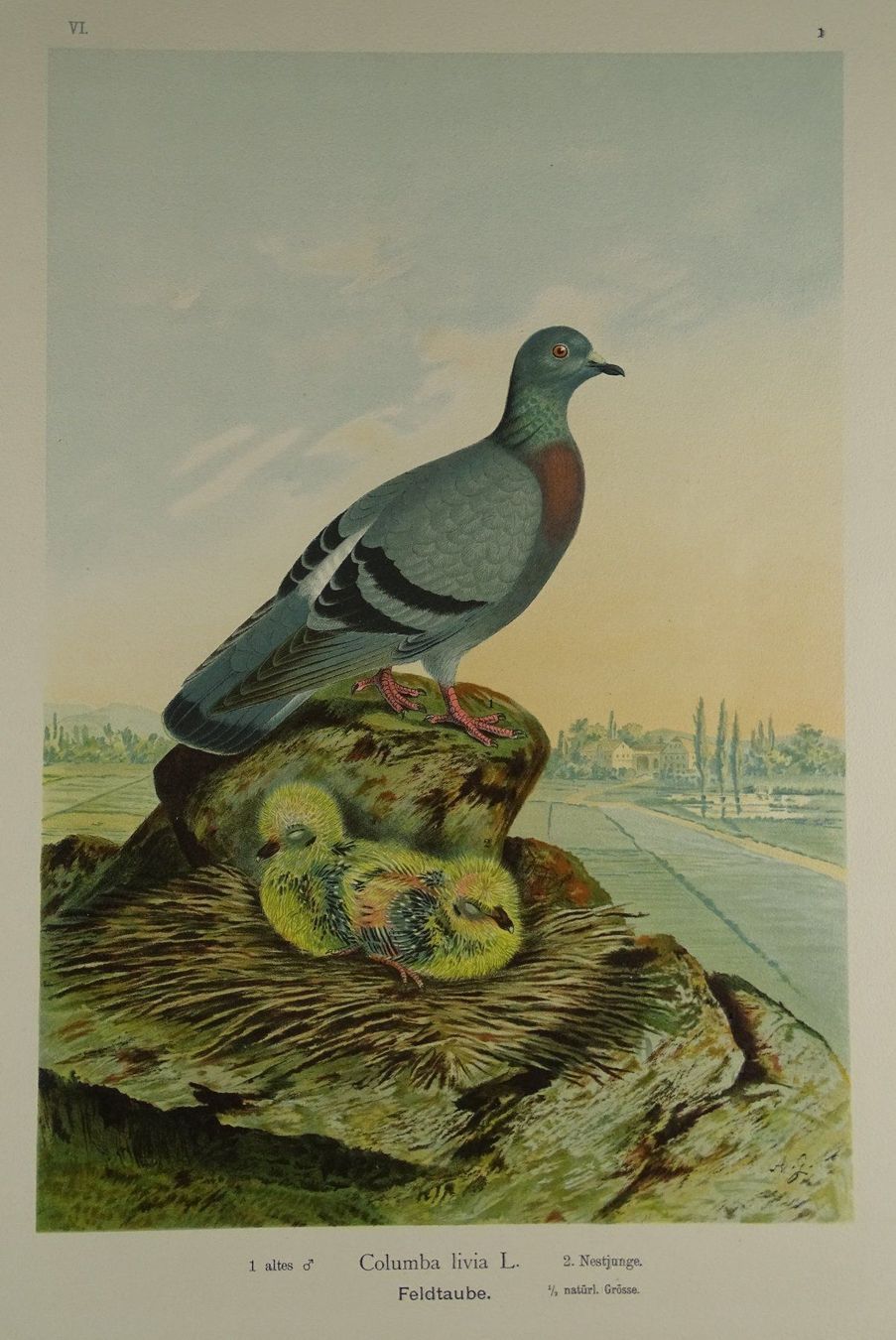 Grafica & Litografie: FELDTAUBE, CHROMOLITHOGRAPHIE UM 1900 – Usato da Grüningen venduto da Kartensammler