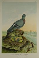 FELDTAUBE, CHROMOLITHOGRAPHIE UM 1900