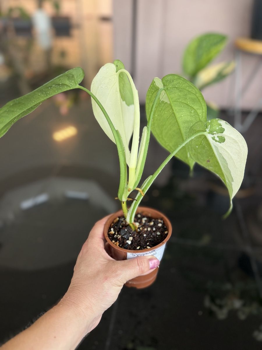 Piante & sementi: Syngonium Chiapense Variegata  – Nuovo (secondo la descrizione) da Buchrain venduto da Stetoscop 2