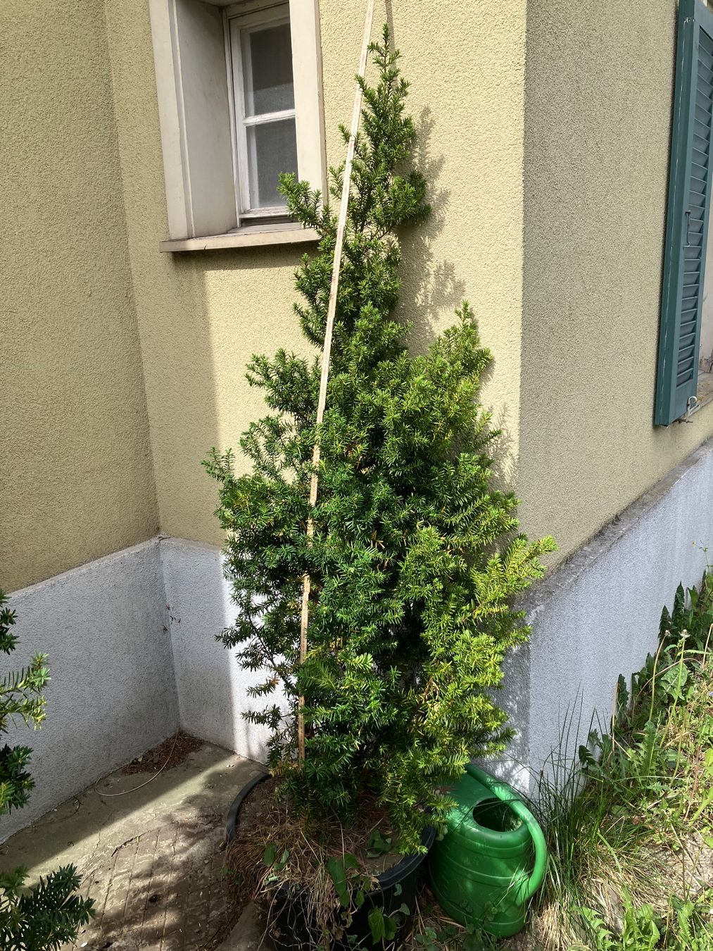 Piante & sementi: Eibe 190cm – Usato da Gossau SG venduto da skalar01