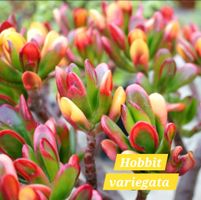 Crassula Hobbit Variegata Steckling