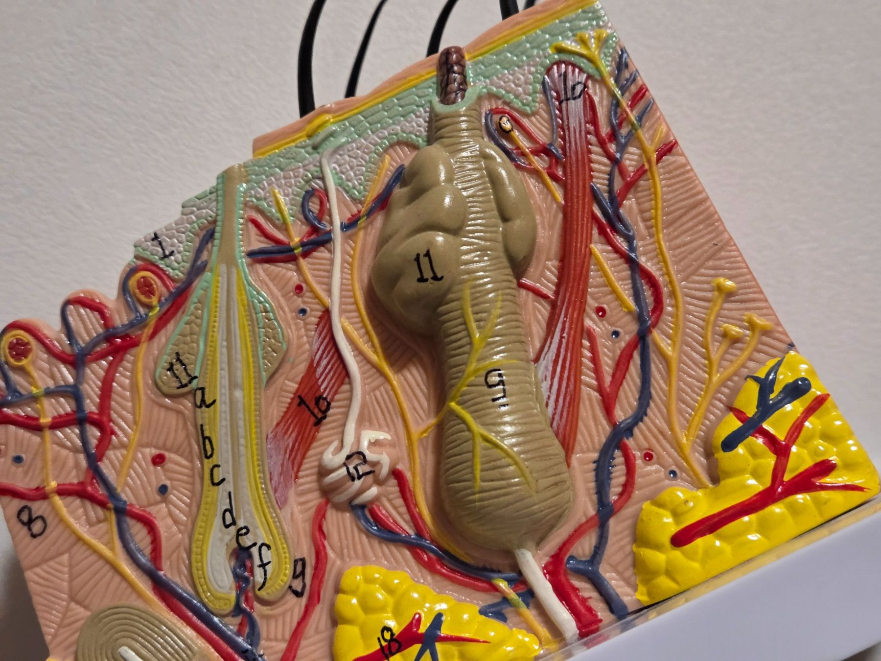 Kit di modellismo & Modellini statici: Menschliches Hautmodell Haar – Usato da Basel venduto da Salbuquerque 1