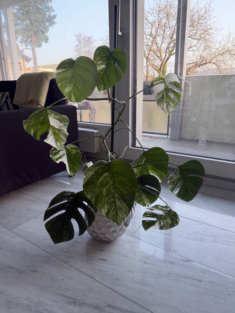Piante & sementi: Monstera Deliciosa Albo Variegata – Nuovo (secondo la descrizione) da Bolligen venduto da RicardoKinga 1