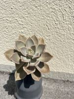 Graptopetalum paraguayense (Ghost Plant) –Gesunde Sukkulente