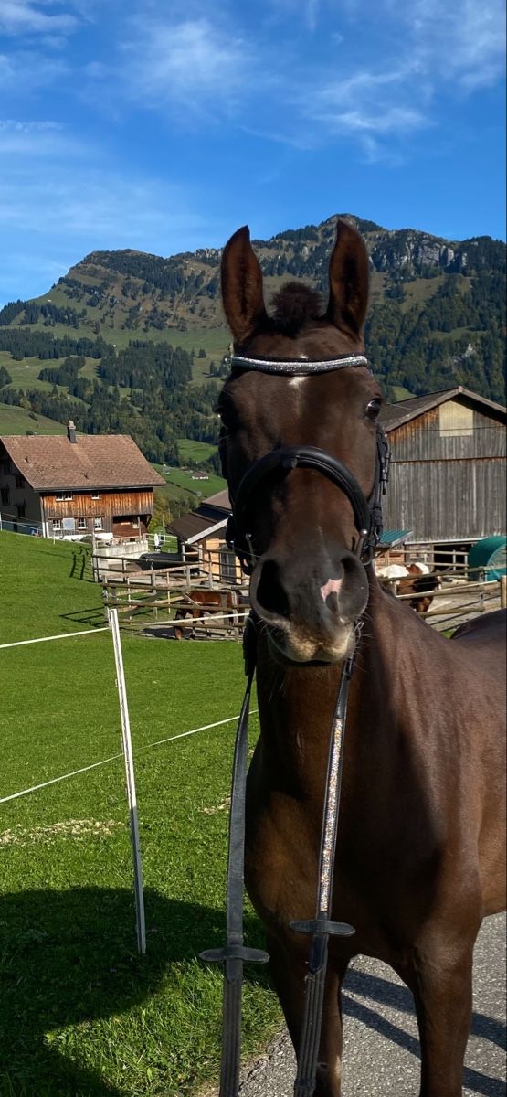 Briglie & Cavezze: Zaumzeug – Usato da Appenzell venduto da gio_6j87