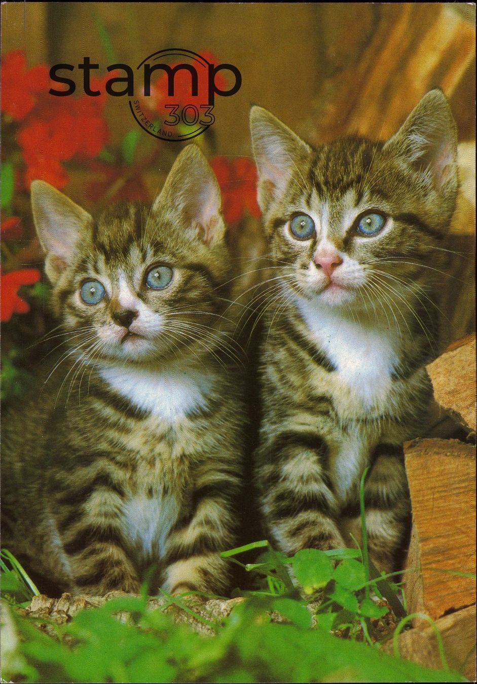 Cartoline postali: AK Katzen_mit 2 Katzenkinder – Usato da Eggersriet venduto da stamp303