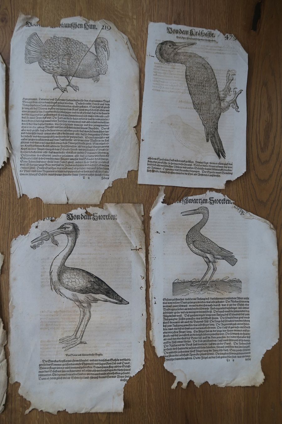 Libri: Conrad Gessner 1563 originale Buchseiten – Usato da Wädenswil venduto da Turusukko 1