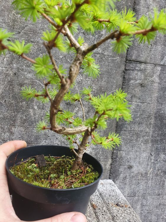 rhododendron obtusum bonsai White Hiryu Azalea Bonsai Tree