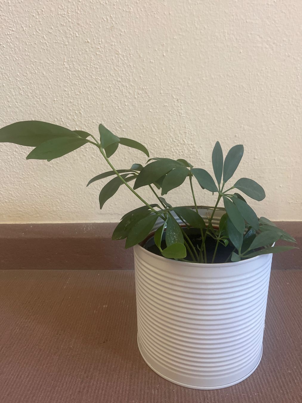 Pflanzen & Samen: Zimmerpflanze Schefflera im Blumentopf Metall – Neu (gemäss Beschreibung) aus Adliswil von mountain_star 2