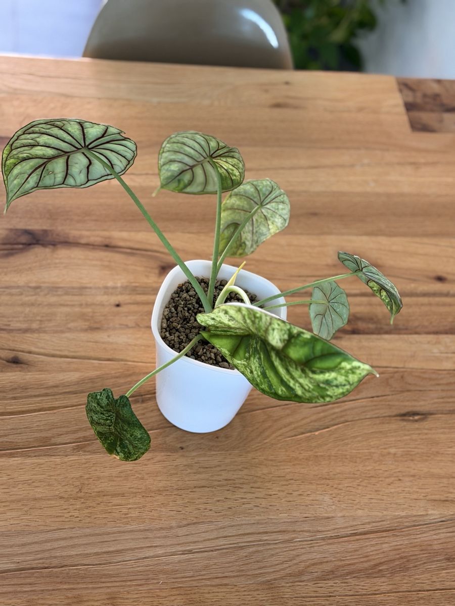 Piante & sementi: Grosse Alocasia Dragon Scale Mint im SB-Topf – Usato da Ostermundigen venduto da summy73 3