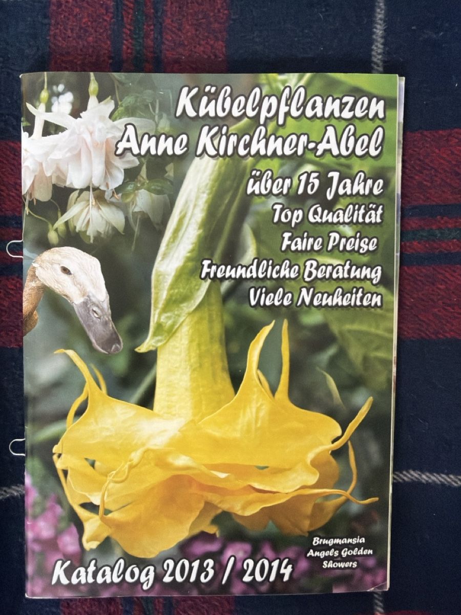 Libri: Bücher Set:Engels-trompeten: Brugmansia – Usato da Zürich venduto da d.reitzer 5