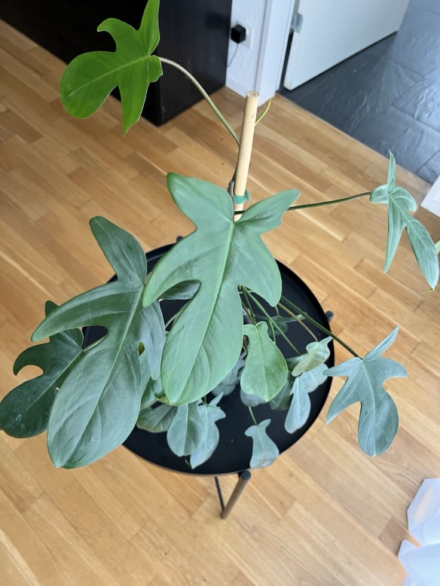 Piante & sementi: Philodendron FLORIDA Green – Usato da Uster venduto da ke114