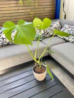 🌿 Monstera Deliciosa in Hydrokultur🌿