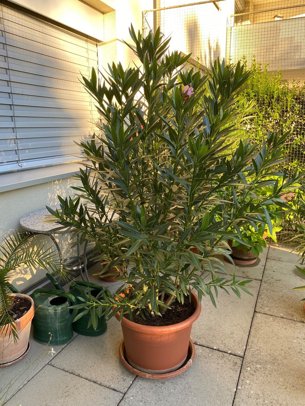 Piante & sementi: Oleander rosa, Höhe 180 cm – Nuovo (secondo la descrizione) da Alchenflüh venduto da smart- 1