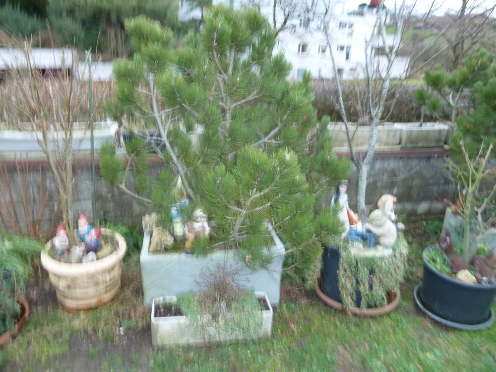 Grünpflanzen für den Garten in Kunststoffkübel Kaufen auf Ricardo